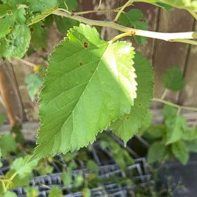 Photo of the plant species White Mulberry by @DandyCosmo6 named Sage on Greg, the plant care app