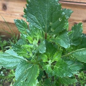 Photo of the plant species Australian-Spinach by @QueenNettediris named Darwin on Greg, the plant care app