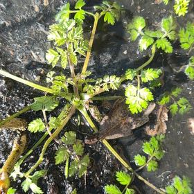 Photo of the plant species Water Dropwort by @QueenNettediris named Elina on Greg, the plant care app