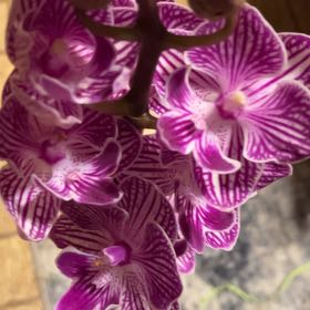 Photo of the plant species Striped Sun Orchid by @VastPalmier72 named Stella on Greg, the plant care app