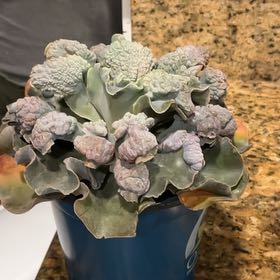 Photo of the plant species Violacina by @WinsomeLentil33 named Michelle Branch on Greg, the plant care app