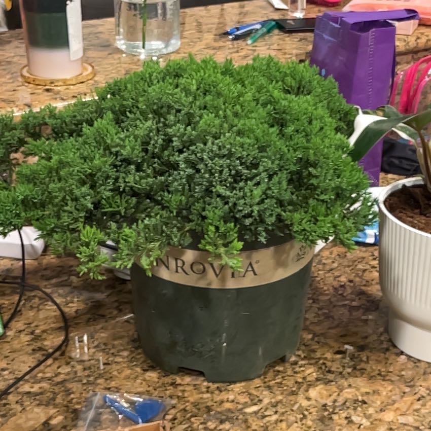 Photo of the plant species Japanese Garden Juniper by @WinsomeLentil33 named Anne on Greg, the plant care app