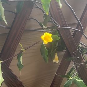 Photo of the plant species Carolina Jessamine by @AwesomeAnahaw12 named Drake on Greg, the plant care app