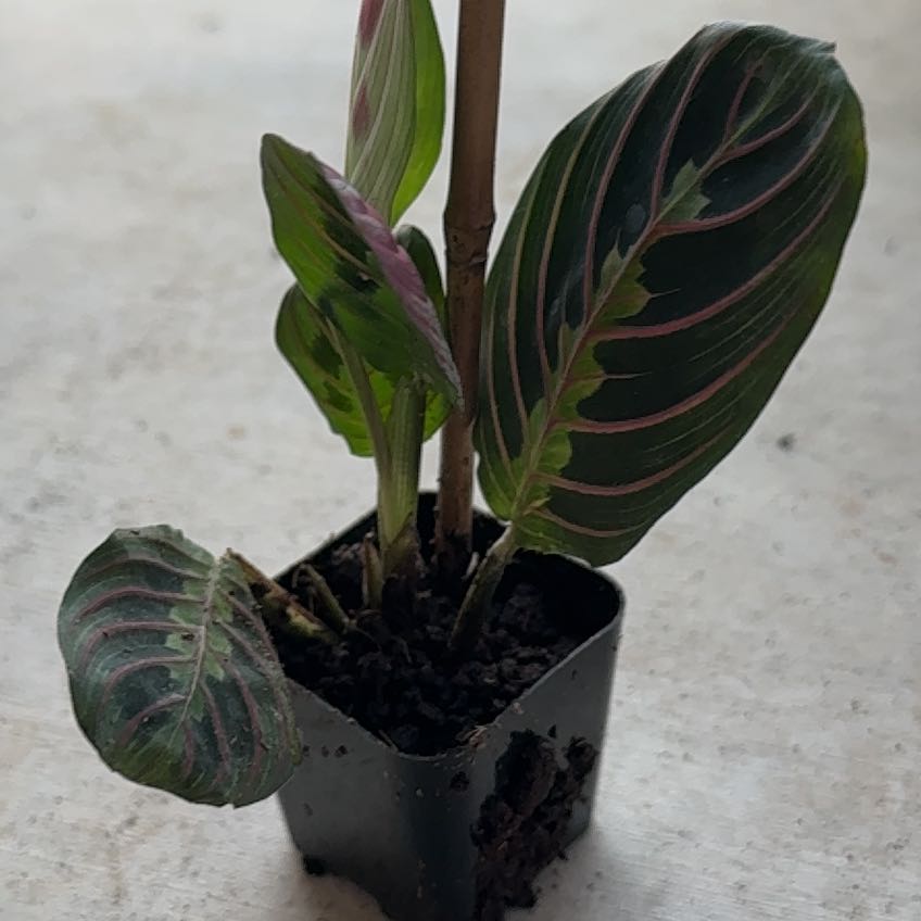 Photo of the plant species Prayer Plant by @SugarRosea55 named Hamilton on Greg, the plant care app