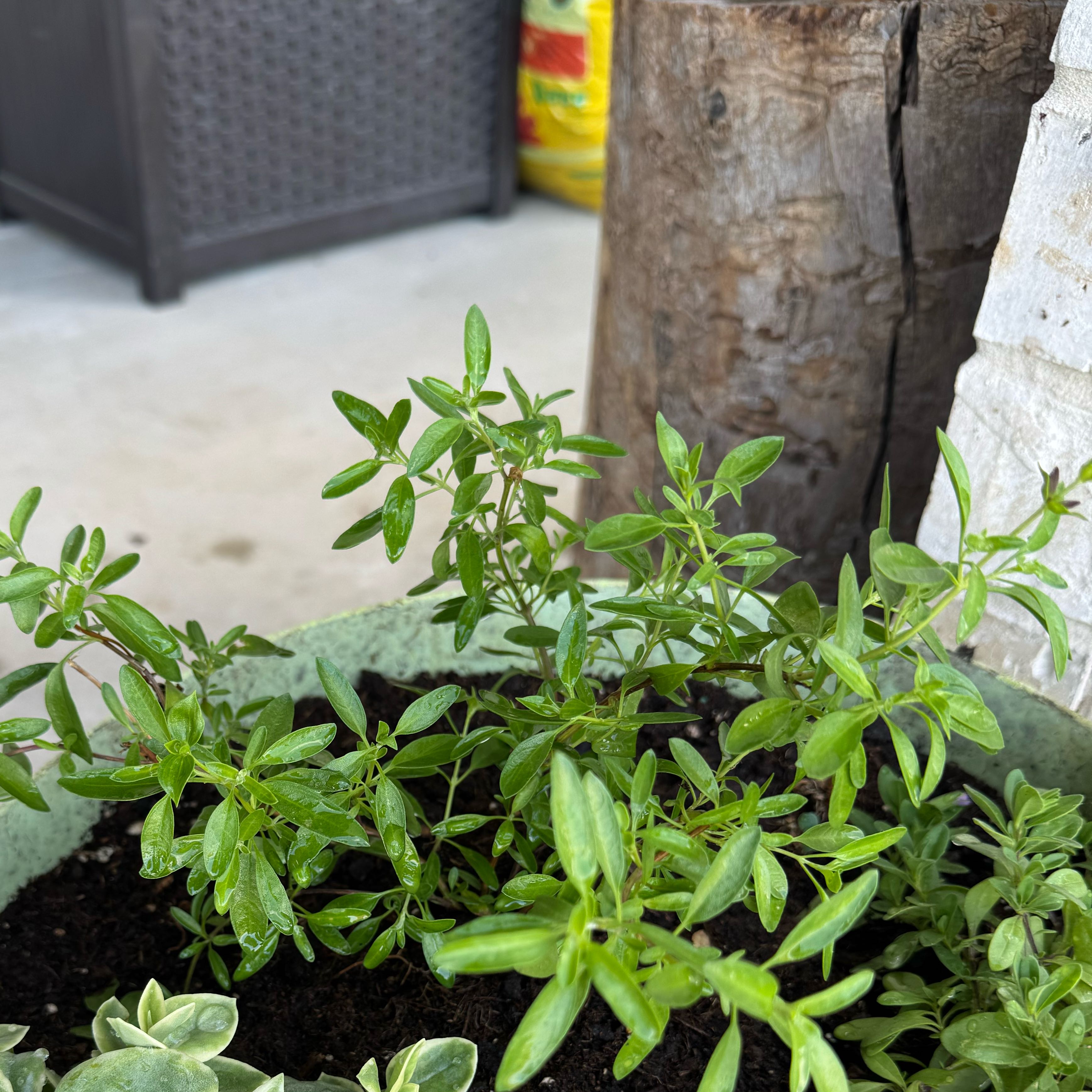Photo of the plant species Autumn Sage by @SugarRosea55 named Sigmund on Greg, the plant care app