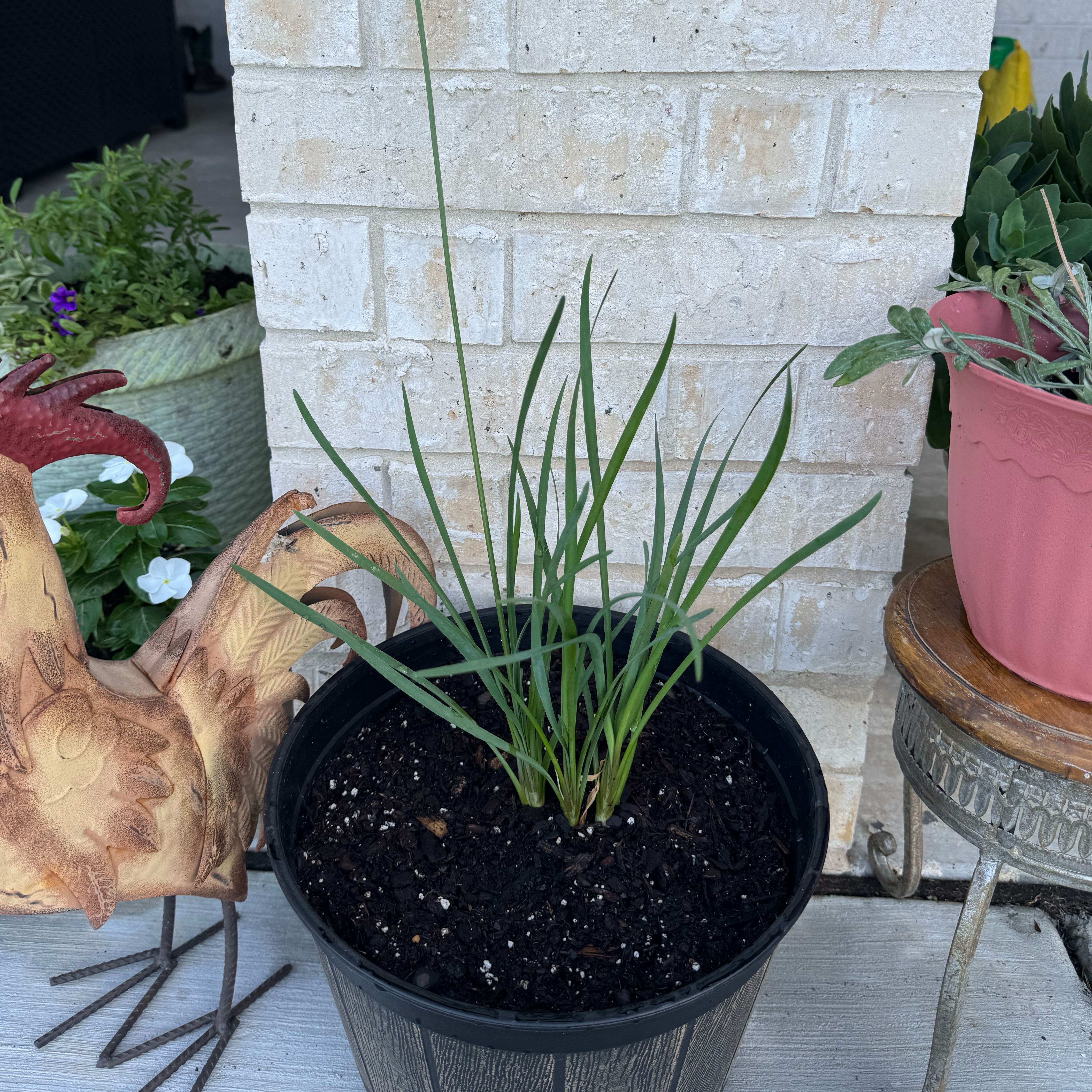 Photo of the plant species Society Garlic by @SugarRosea55 named Sherlock on Greg, the plant care app