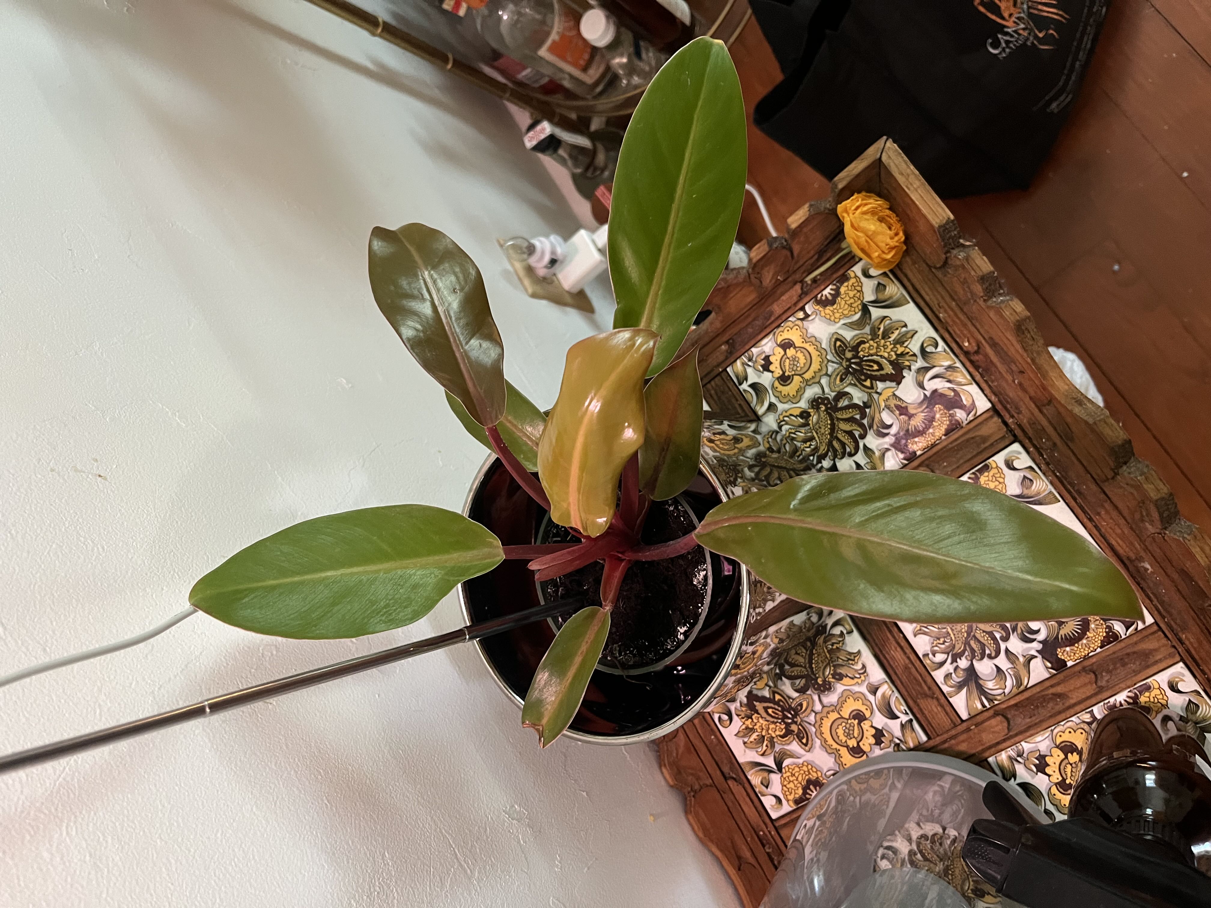 Photo from the post