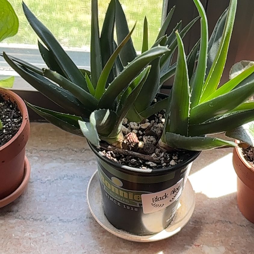 Photo of the plant species Black Aloe by @GuardianEmerald named Tupot amaroot on Greg, the plant care app
