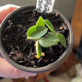 Photo of the plant species Peperomia 'Funky Frog' by @GuardianEmerald named Doja Cat on Greg, the plant care app