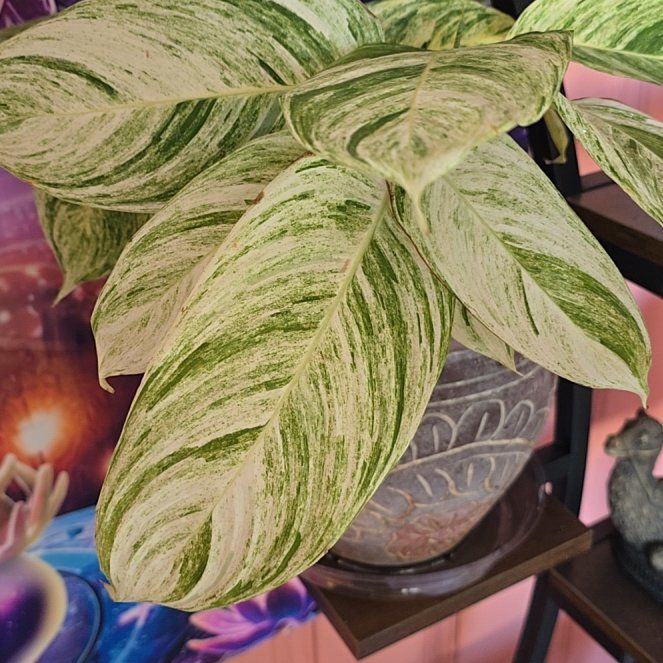 Photo of the plant species Charlie's Stromanthe by @KookyBrighteyes named Blanco on Greg, the plant care app
