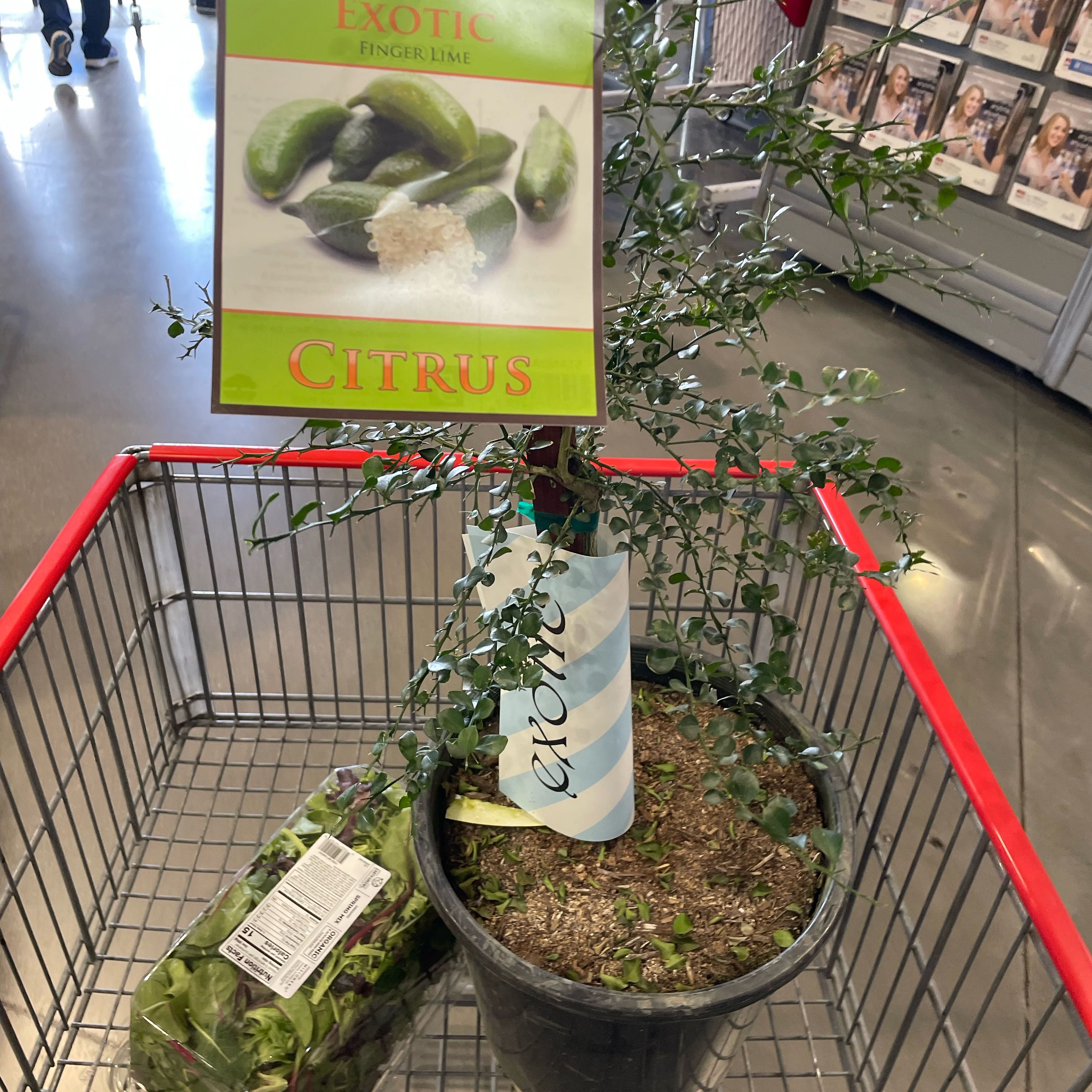 Photo of the plant species Caviar Lime by @DifferentSucc95 named Marley on Greg, the plant care app