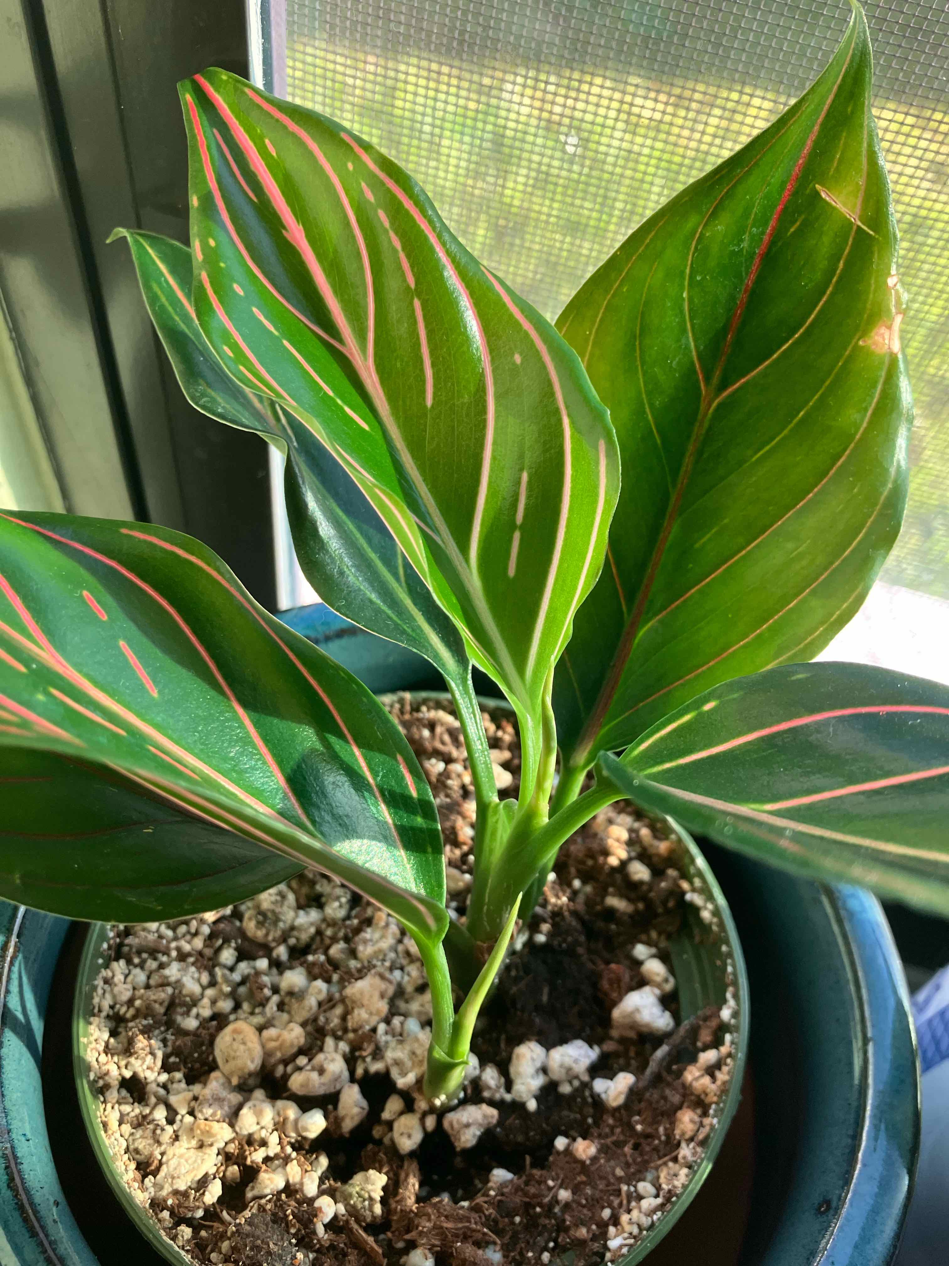 Photo of the plant species Aglaonema rotunda by @QueenAutumnLeaf named Maya on Greg, the plant care app