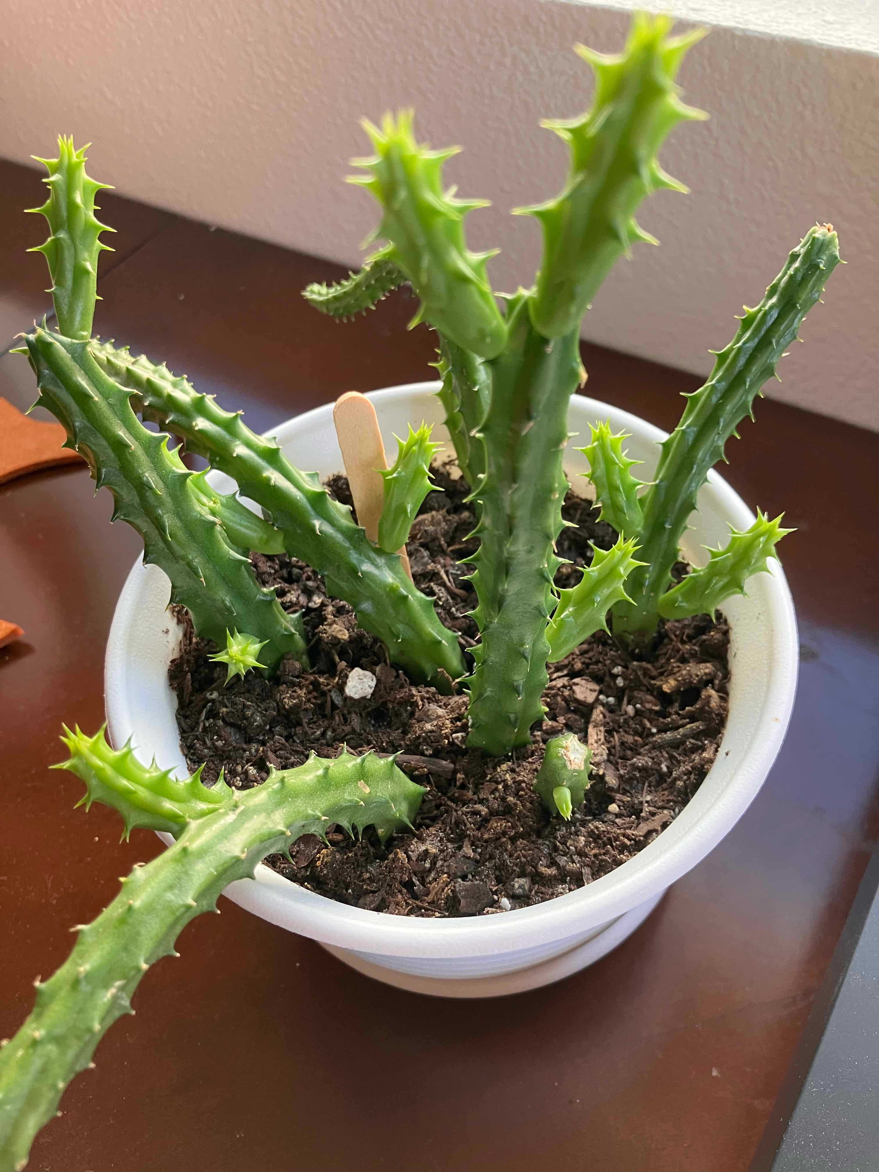 Photo of the plant species Red Dragon Succulent Cactus by @QueenAutumnLeaf named Harper on Greg, the plant care app