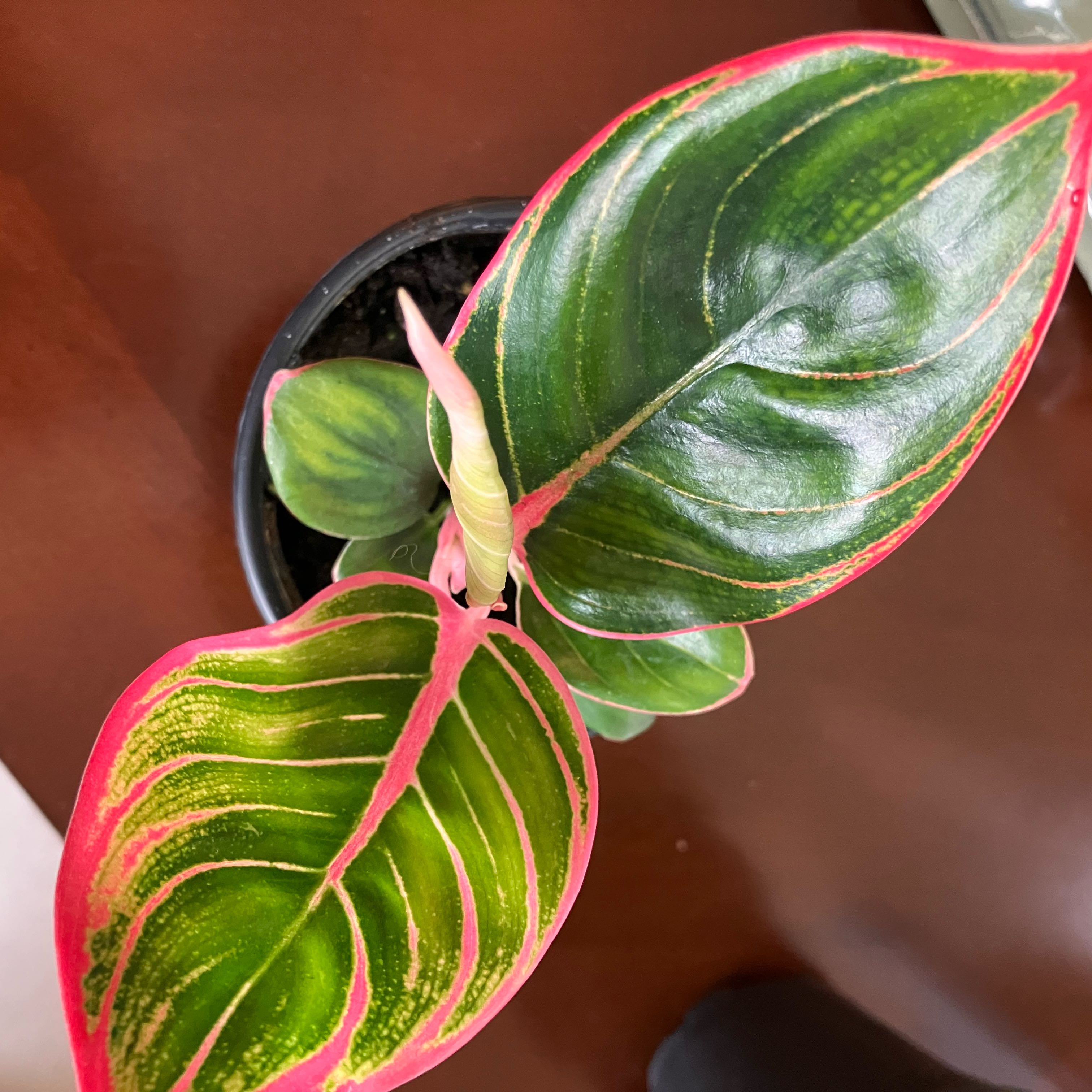 Photo of the plant species Aglaonema by @QueenAutumnLeaf named Krile on Greg, the plant care app
