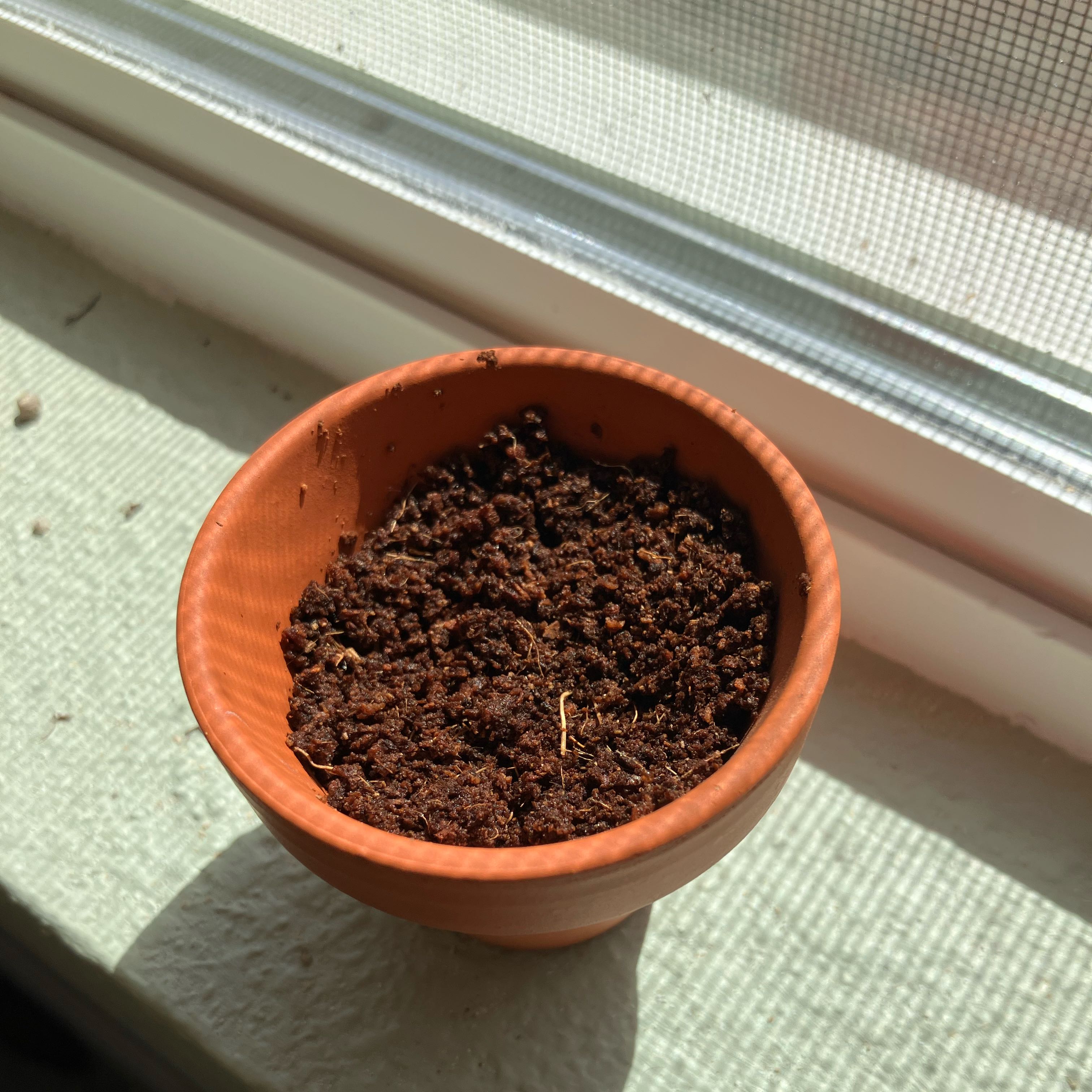 Photo of the plant species Chrysanthemum by @QueenAutumnLeaf named Luna on Greg, the plant care app