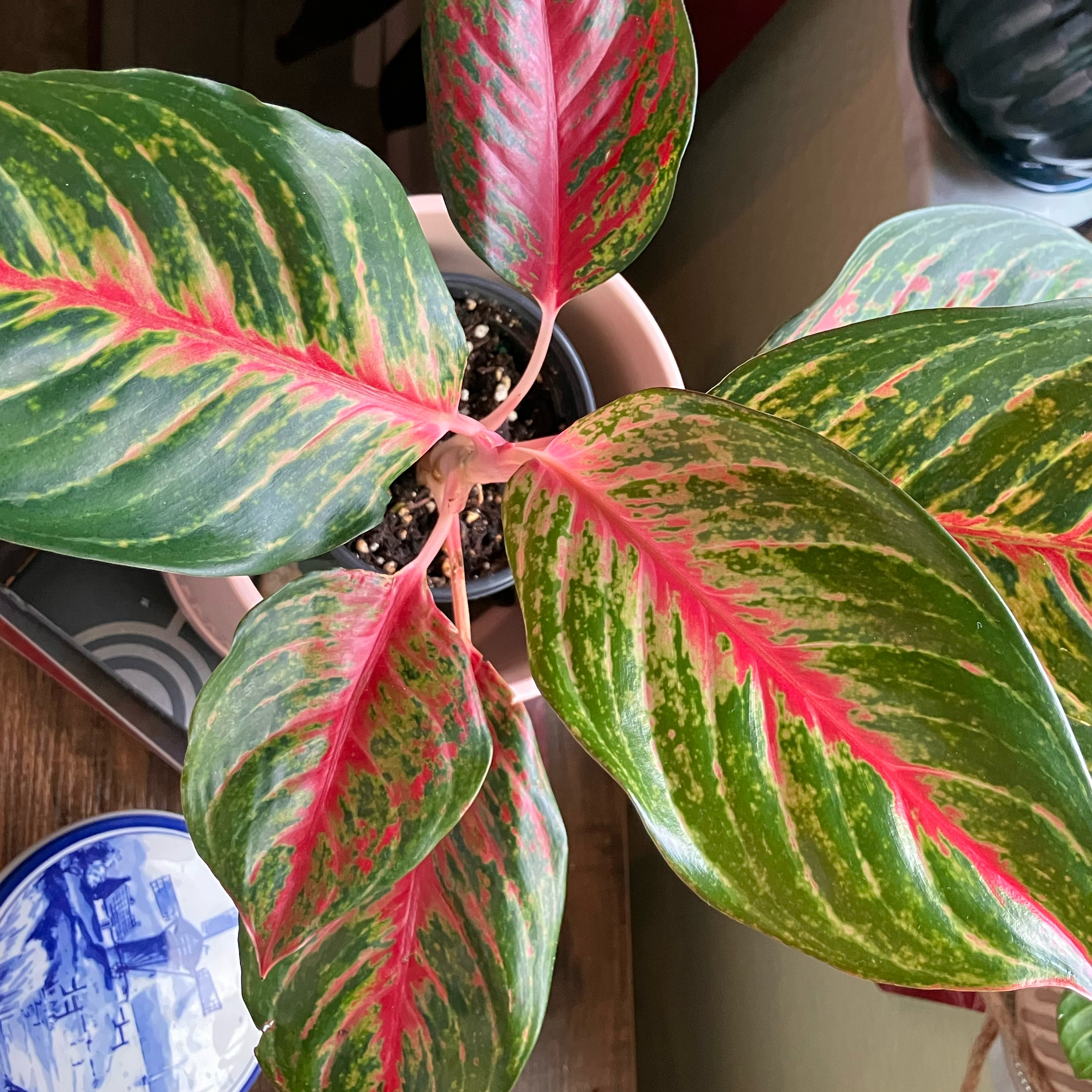Photo of the plant species Chinese Evergreen 'Garnet Coltrane' by @QueenAutumnLeaf named Garnet on Greg, the plant care app