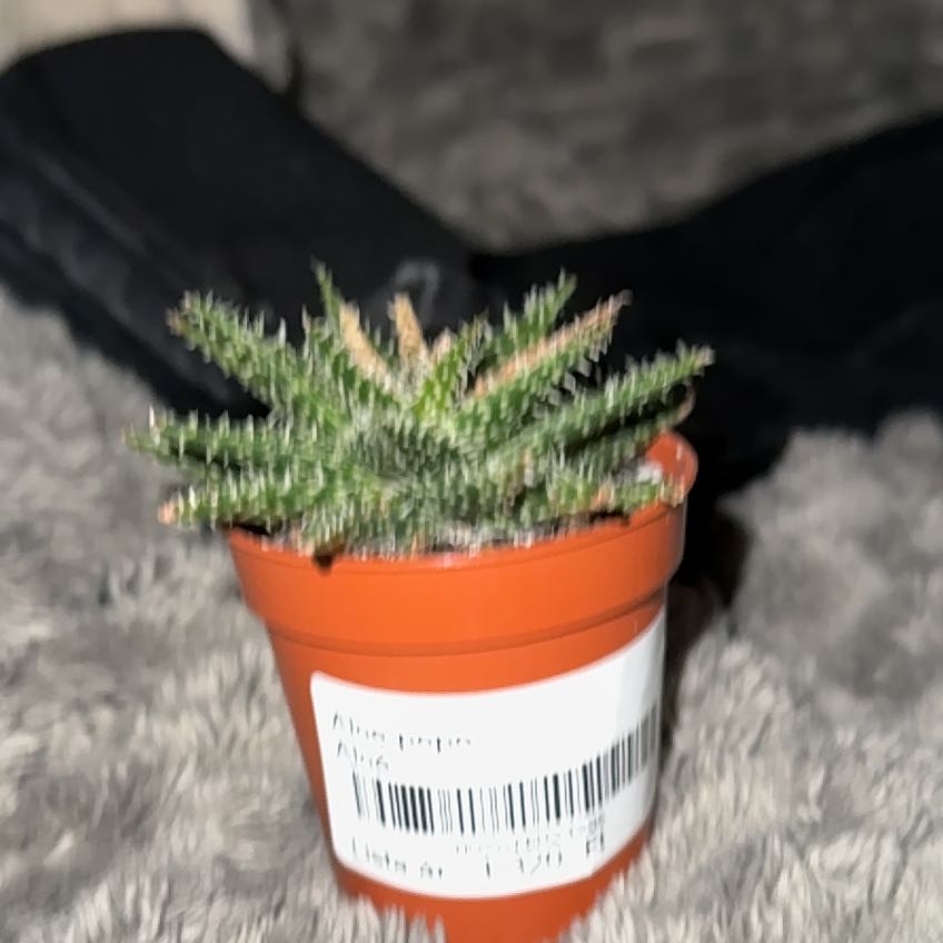 Photo of the plant species Aloe 'Pepe' by @KindCoccoon18 named Nithin on Greg, the plant care app