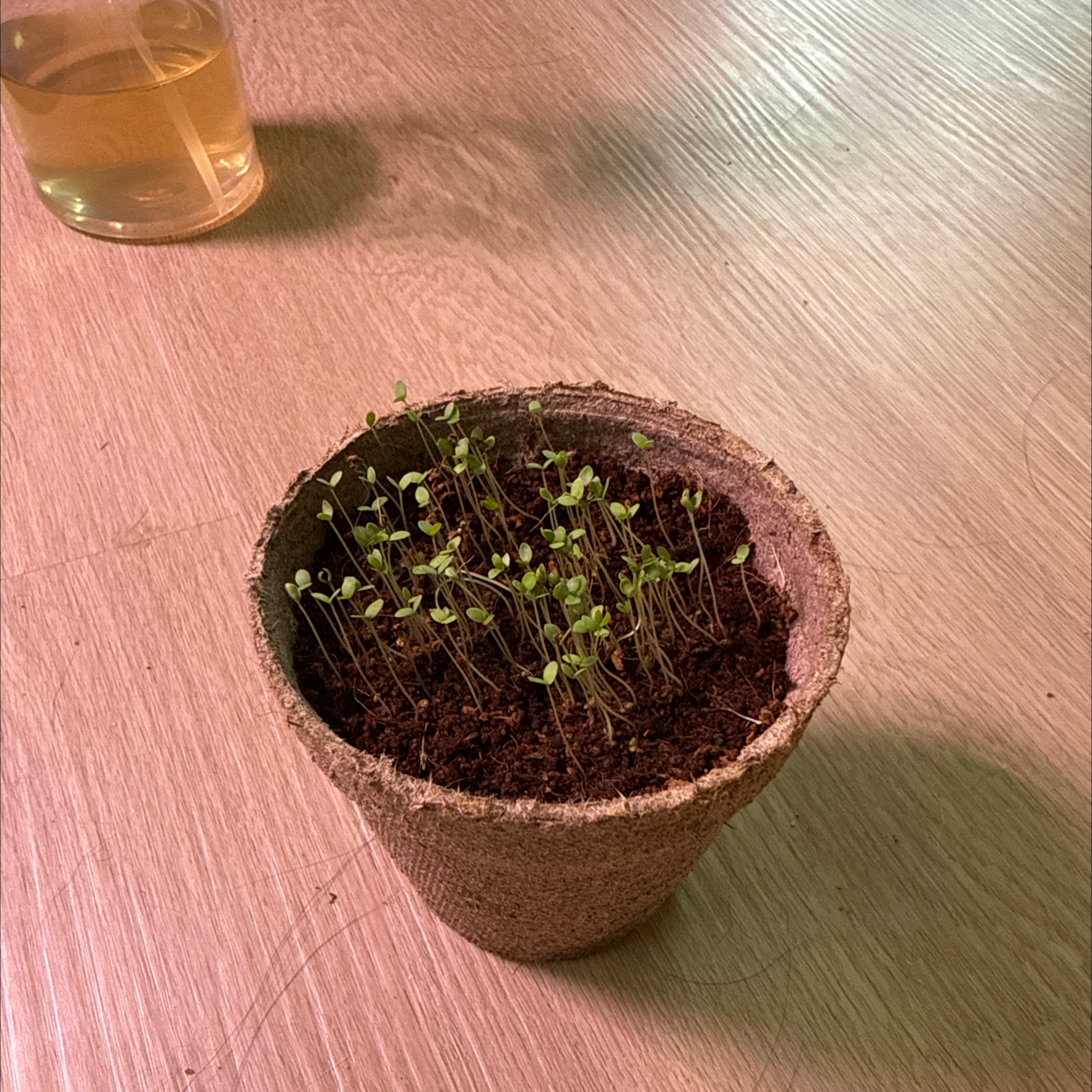 Photo of the plant species Snow Alyssum by @Kesstocity named Messi on Greg, the plant care app