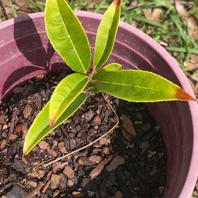 Photo of the plant species California Bay Laurel by @ExoticSunstar named Pax on Greg, the plant care app