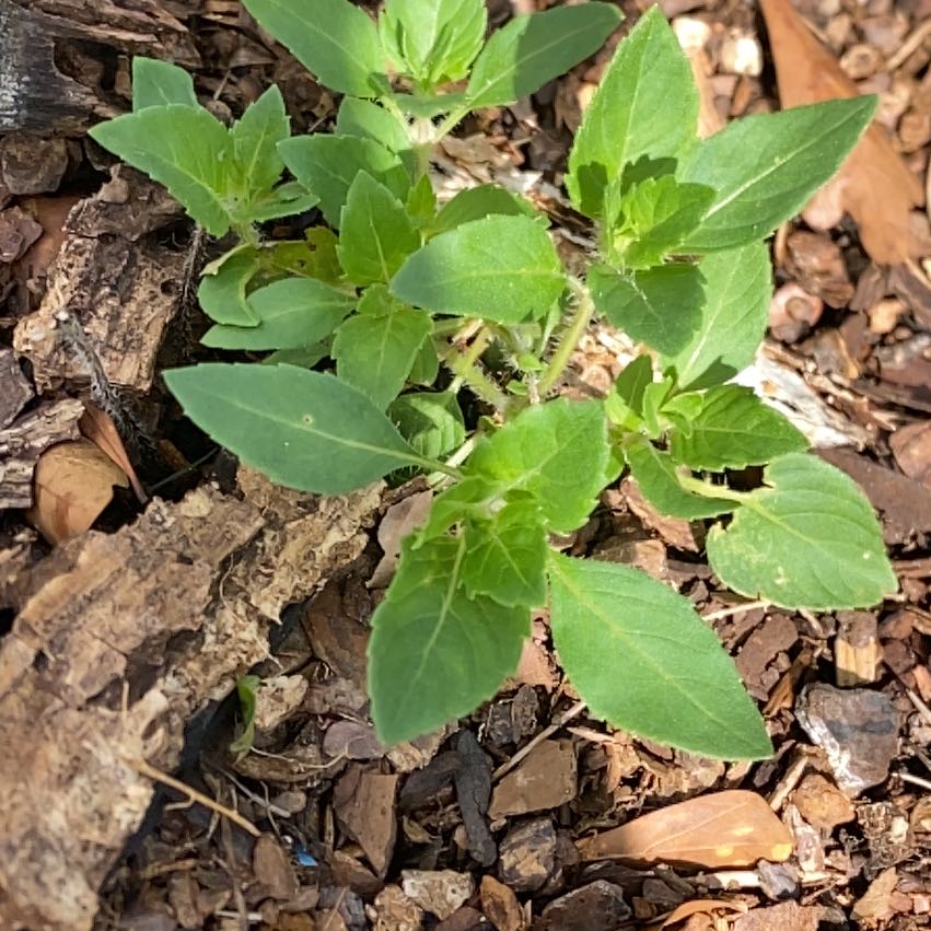 Photo of the plant species Button Mangrove by @ExoticSunstar named Messi on Greg, the plant care app