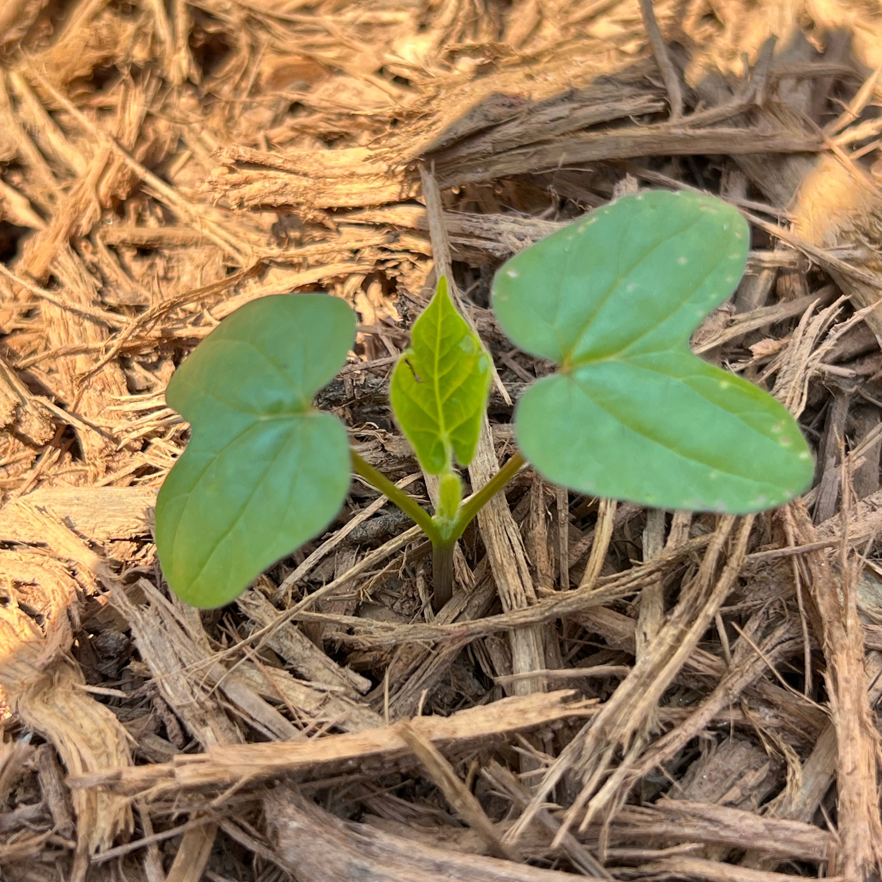 Photo of the plant species Heart Leaf by @HeroKonjac48 named Apollo on Greg, the plant care app