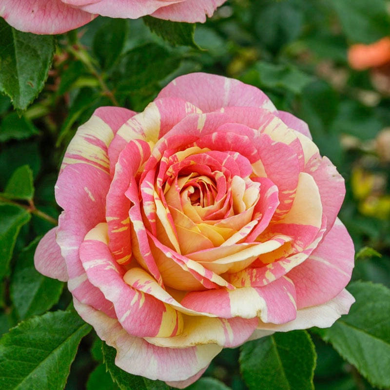 Photo of the plant species Pop Art Grandiflora Rose by @WillPinkruby54 named Keanu Leaves on Greg, the plant care app