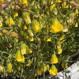 Photo of the plant species Honeybells by @PivotalMira67 named Harper on Greg, the plant care app