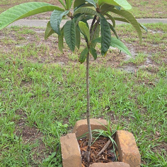 Photo of the plant species Loquat by @LeadingSeamango named Harper on Greg, the plant care app
