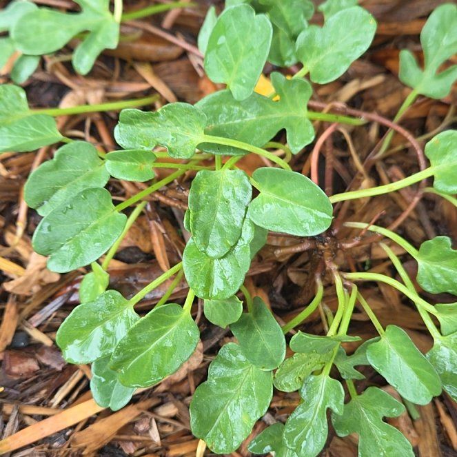 Photo of the plant species Beach Morning-Glory by @LeadingSeamango named Emerson on Greg, the plant care app