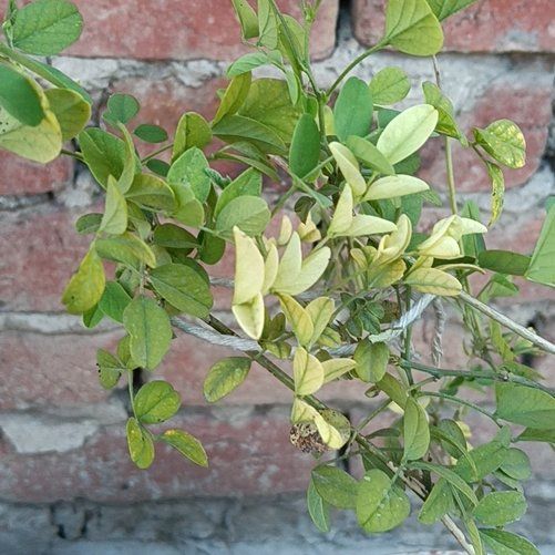 Photo of the plant species Arabian Pea by @WordsmithTutu31 named Mando on Greg, the plant care app