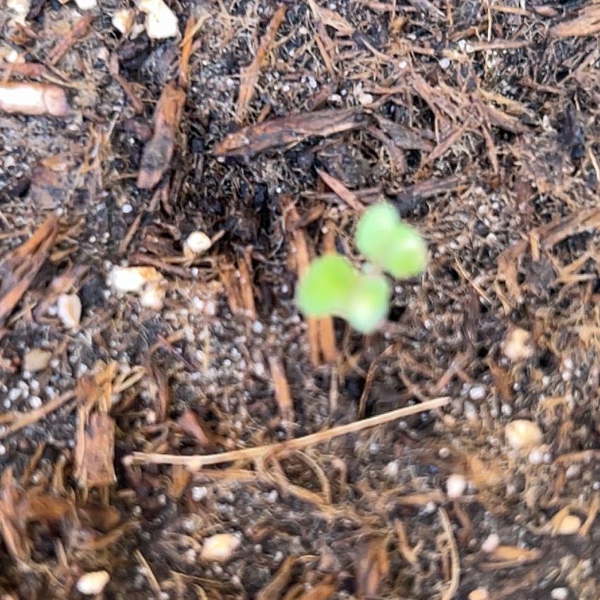 Photo of the plant species Sun King Broccoli by @AmusingBokchoi named Fernie Mac on Greg, the plant care app