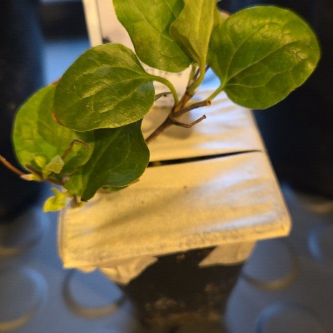 Photo of the plant species Clematis Niobe by @ProudlyAjwain43 named Alice on Greg, the plant care app