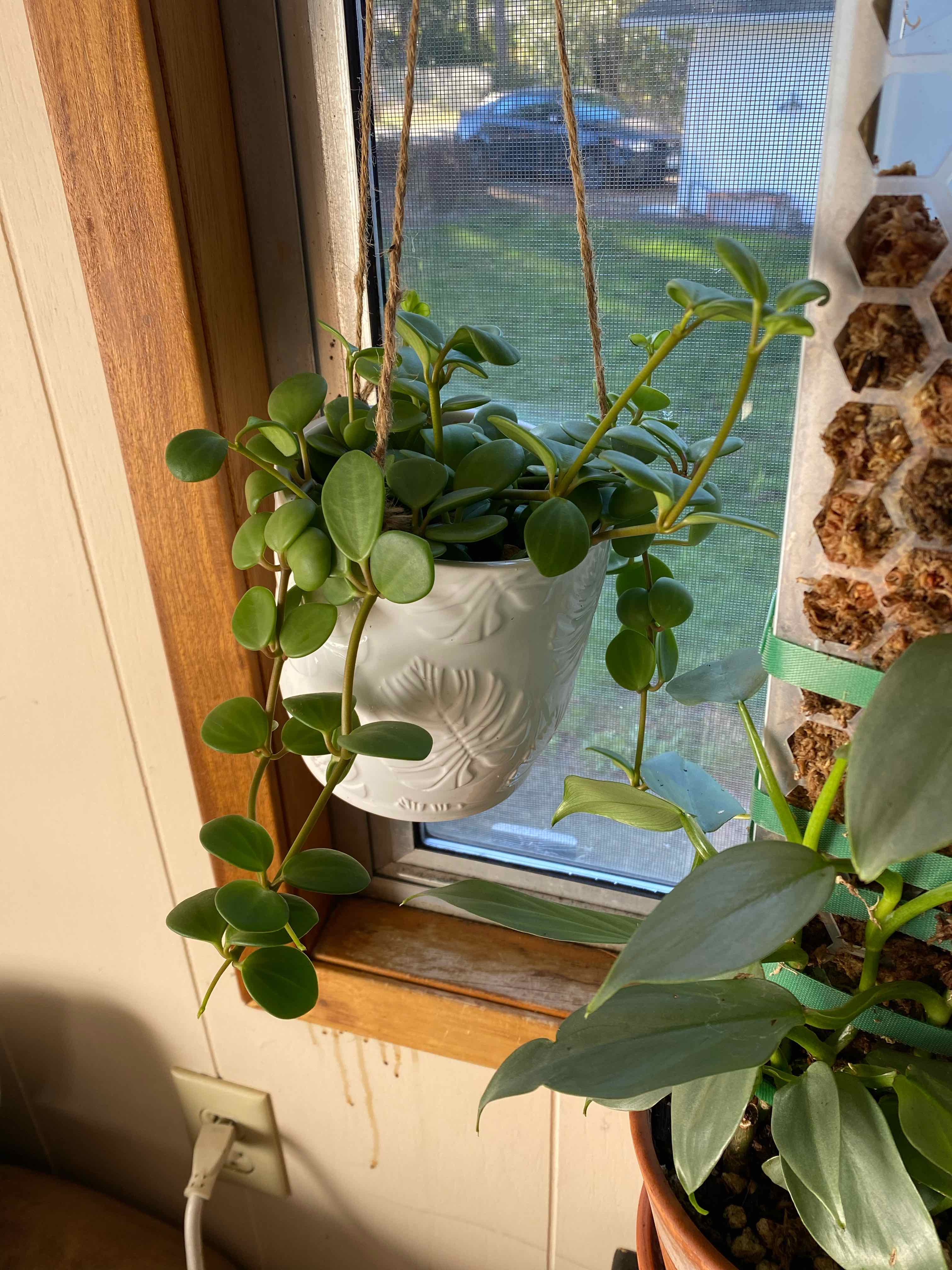 Peperomia 'Hope' plant in a hanging pot near a window, with another plant partially visible.