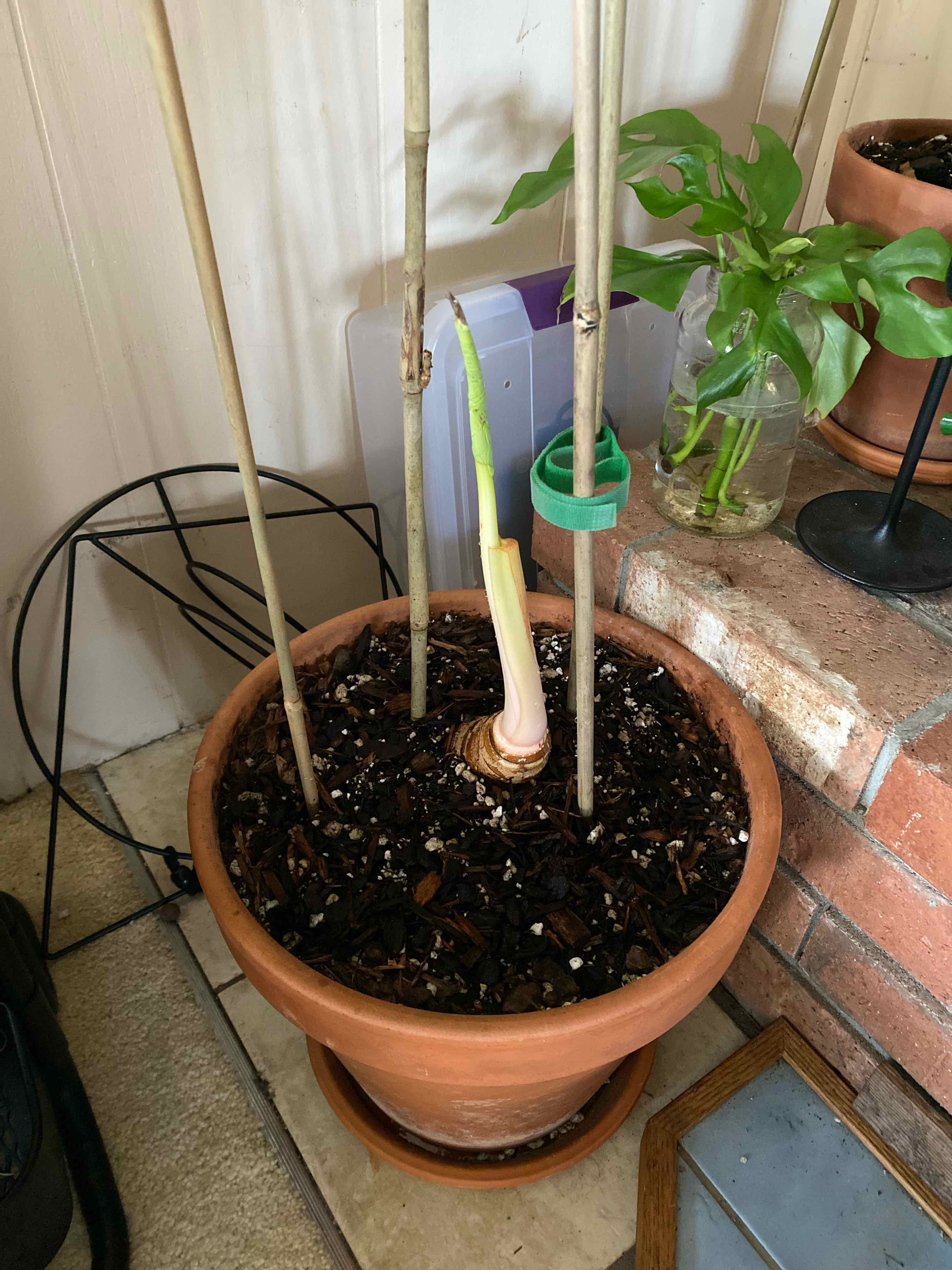 Potted Giant Taro plant with a single shoot, visible soil, and supportive stakes.