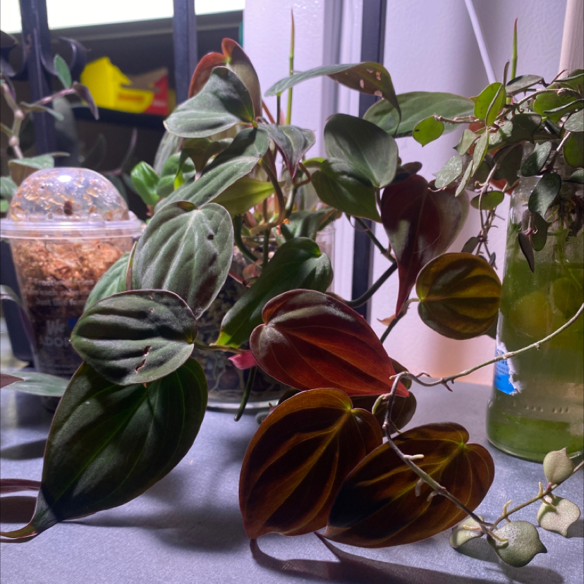 Philodendron Micans plant photo by @mars.is.mad named Micans on Greg, the plant care app.