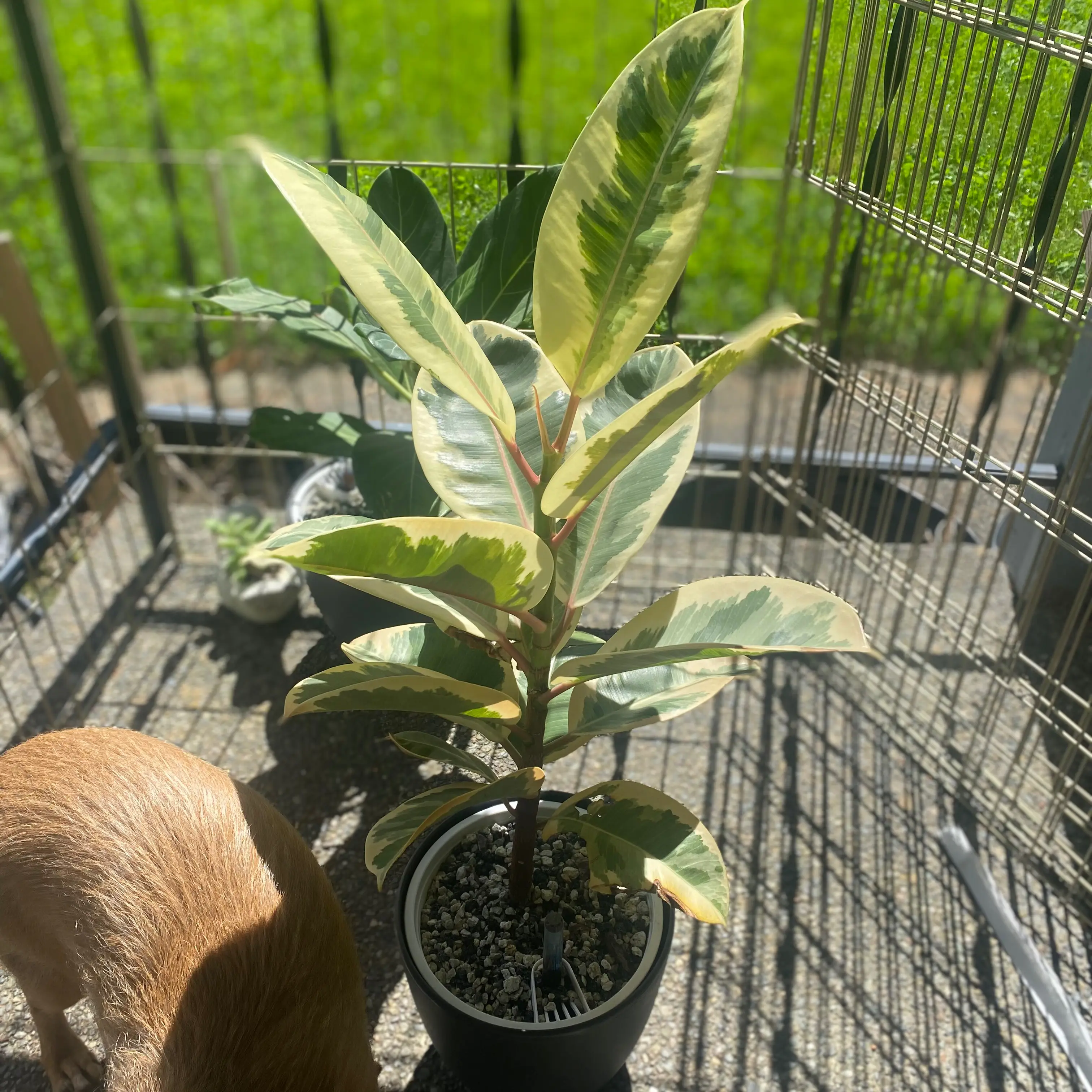 Rubber Plant plant photo by @mars.is.mad named Camo on Greg, the plant care app.
