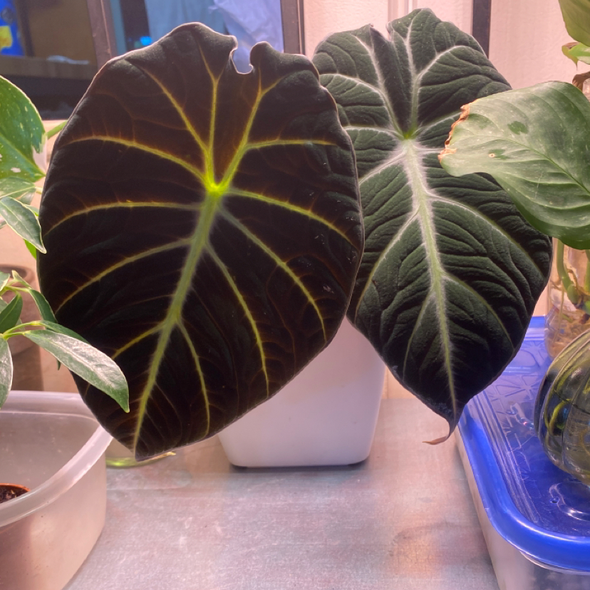 Black Velvet Alocasia with dark green leaves and light green veins in a pot, surrounded by other plants.