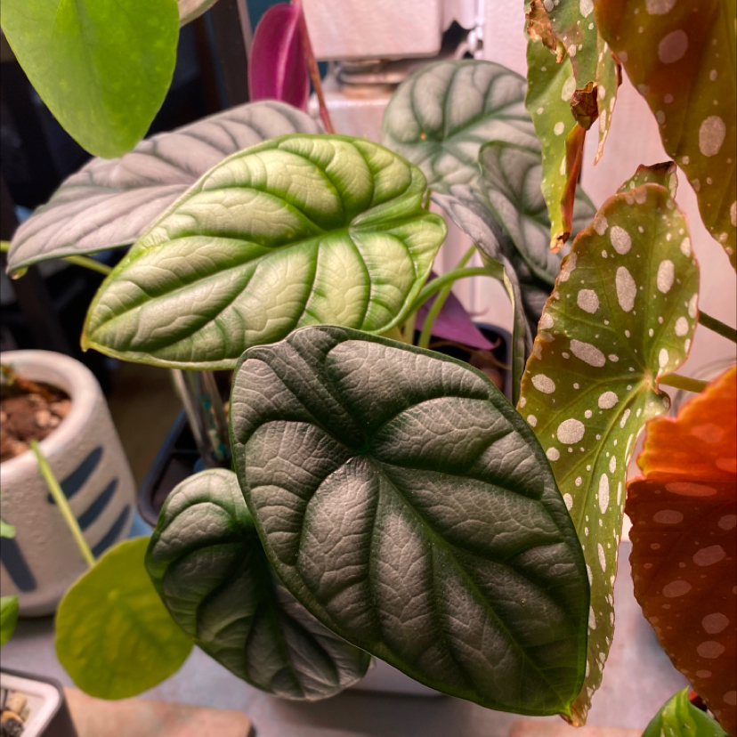 Image of a Silver Dragon plant with large, textured leaves and another plant with spotted leaves.