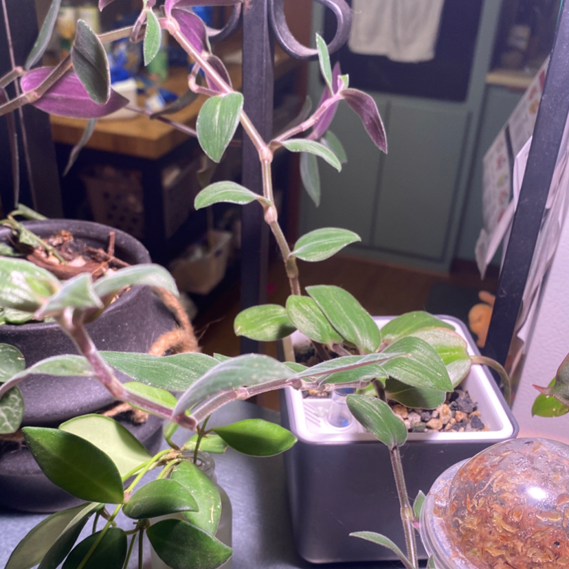 Photo of the plant species Spiderwort 'Hijau Baru' by @mars.is.mad named Salem on Greg, the plant care app
