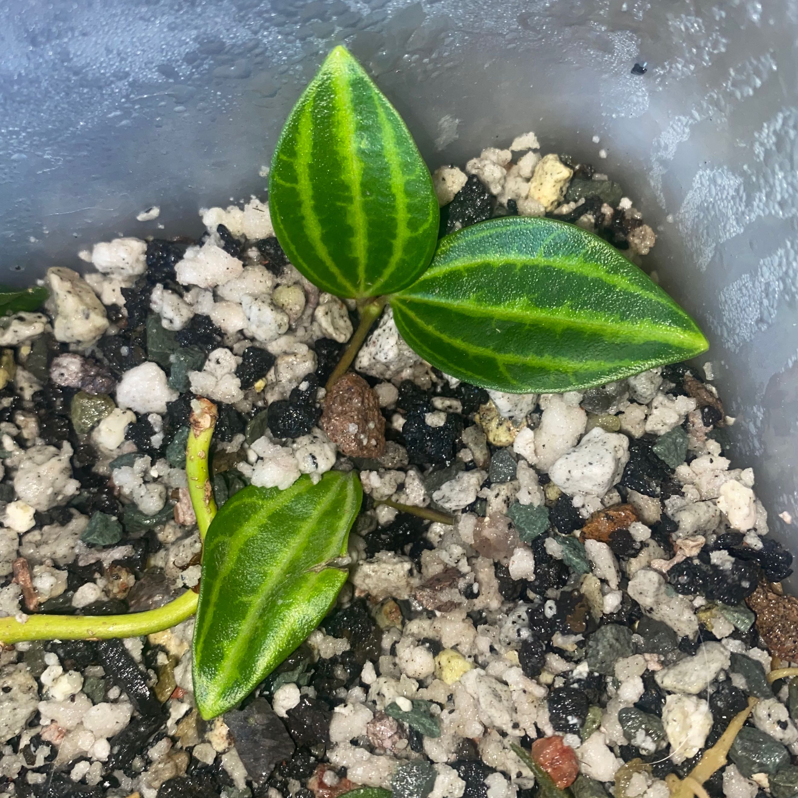 Beetle Peperomia plant with green striped leaves in a container with visible soil.
