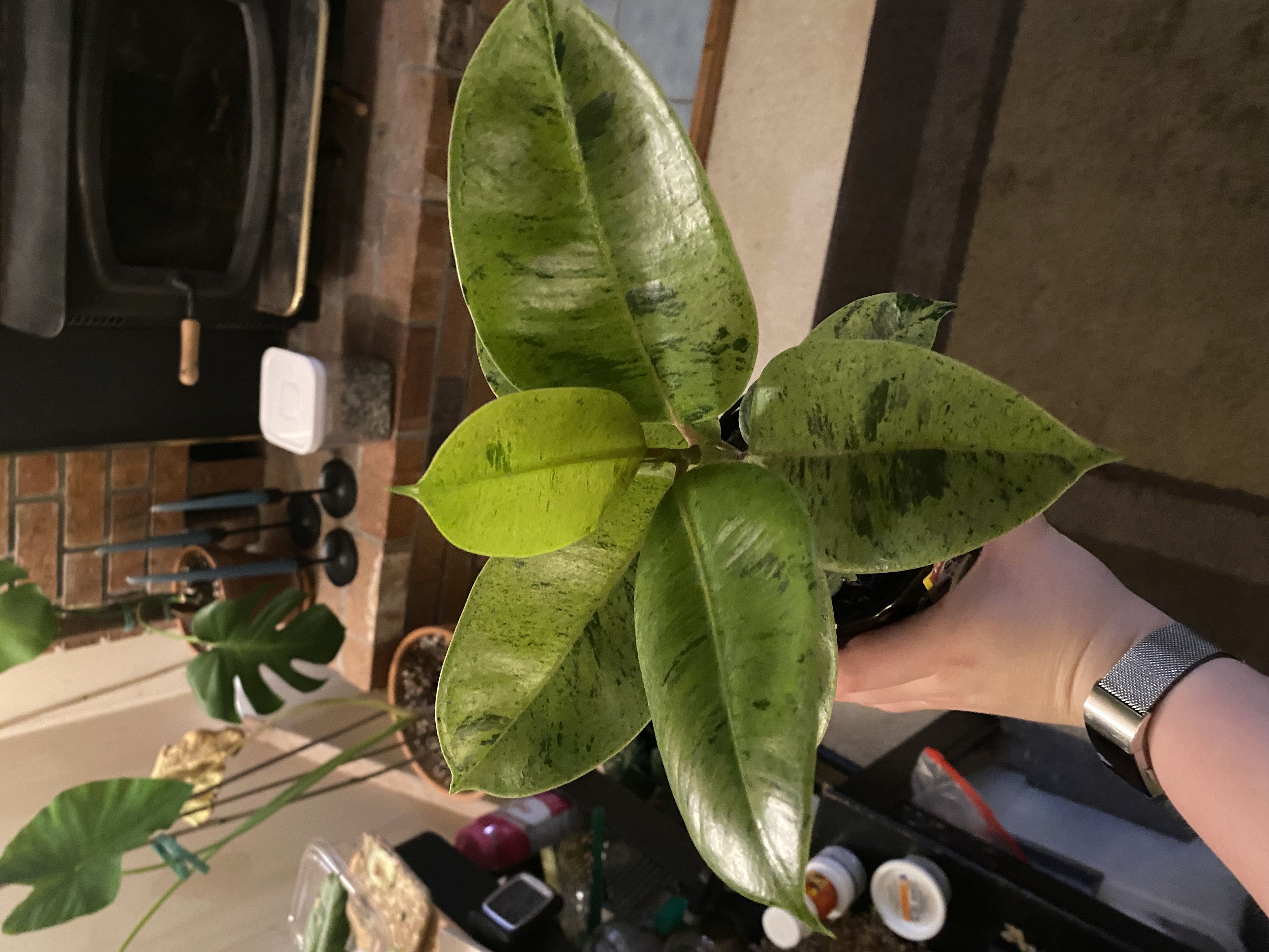 Spicy new plants!