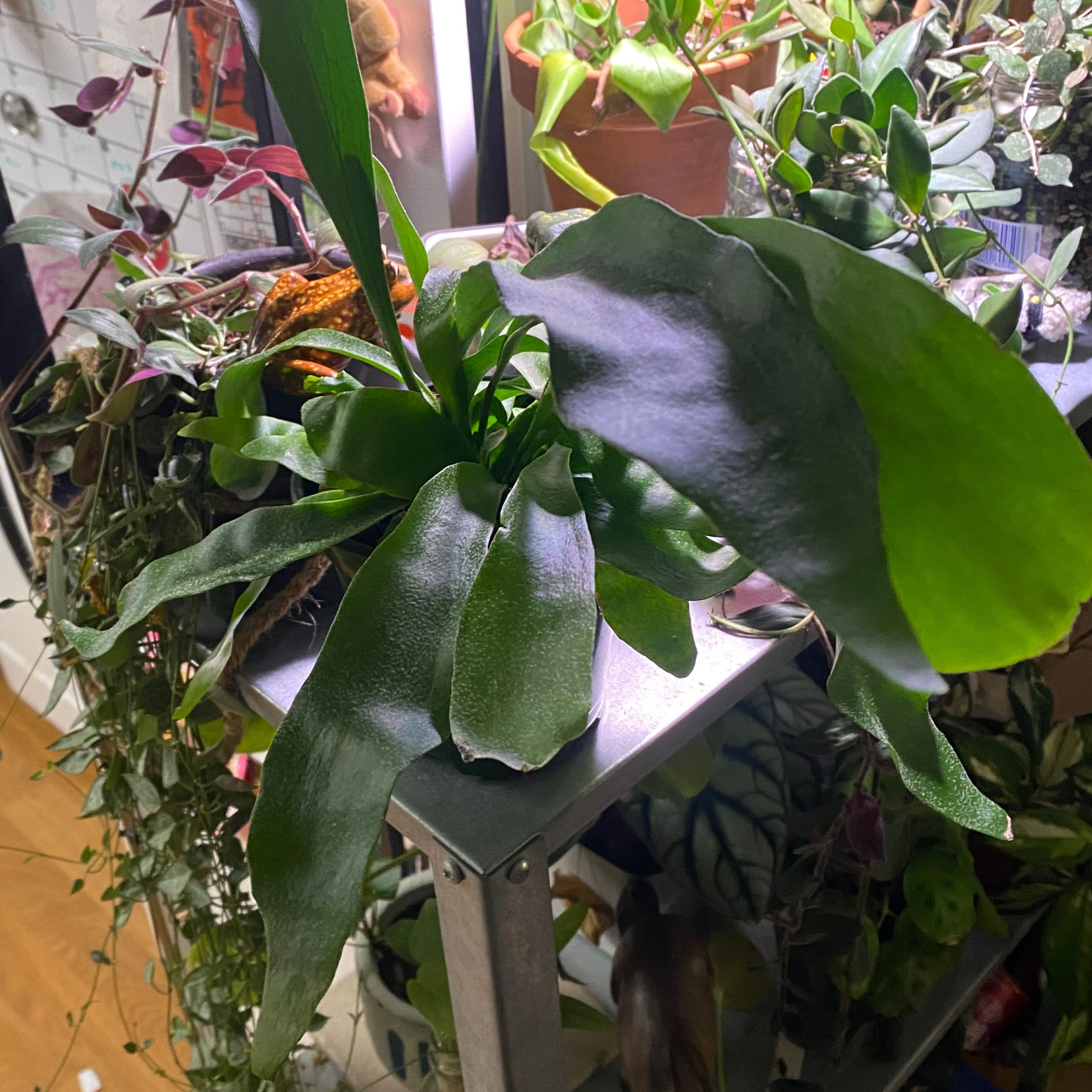 Healthy Elkhorn Fern with vibrant green leaves, surrounded by other plants.