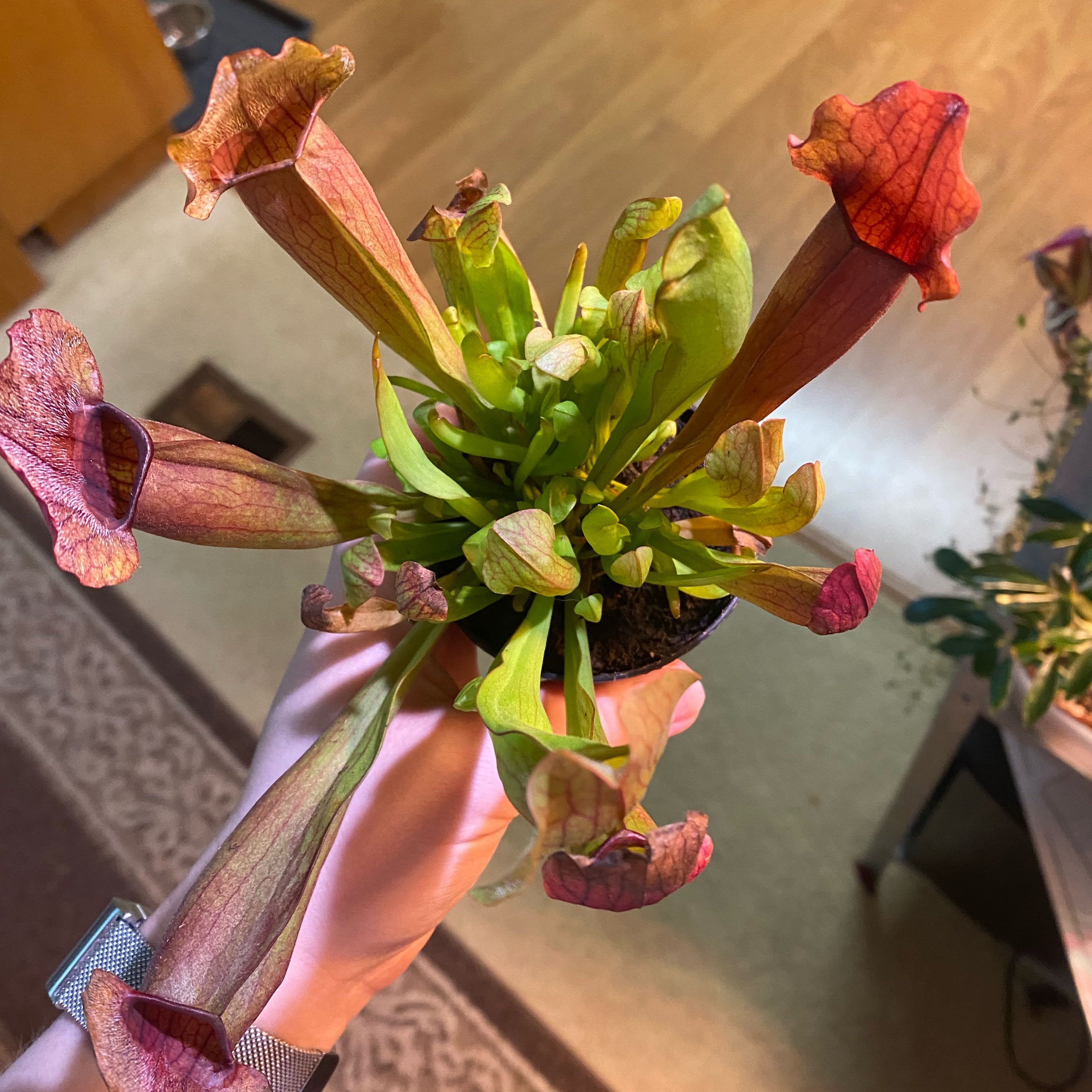 White Topped Pitcher Plant held by a hand, showing vibrant pitchers.