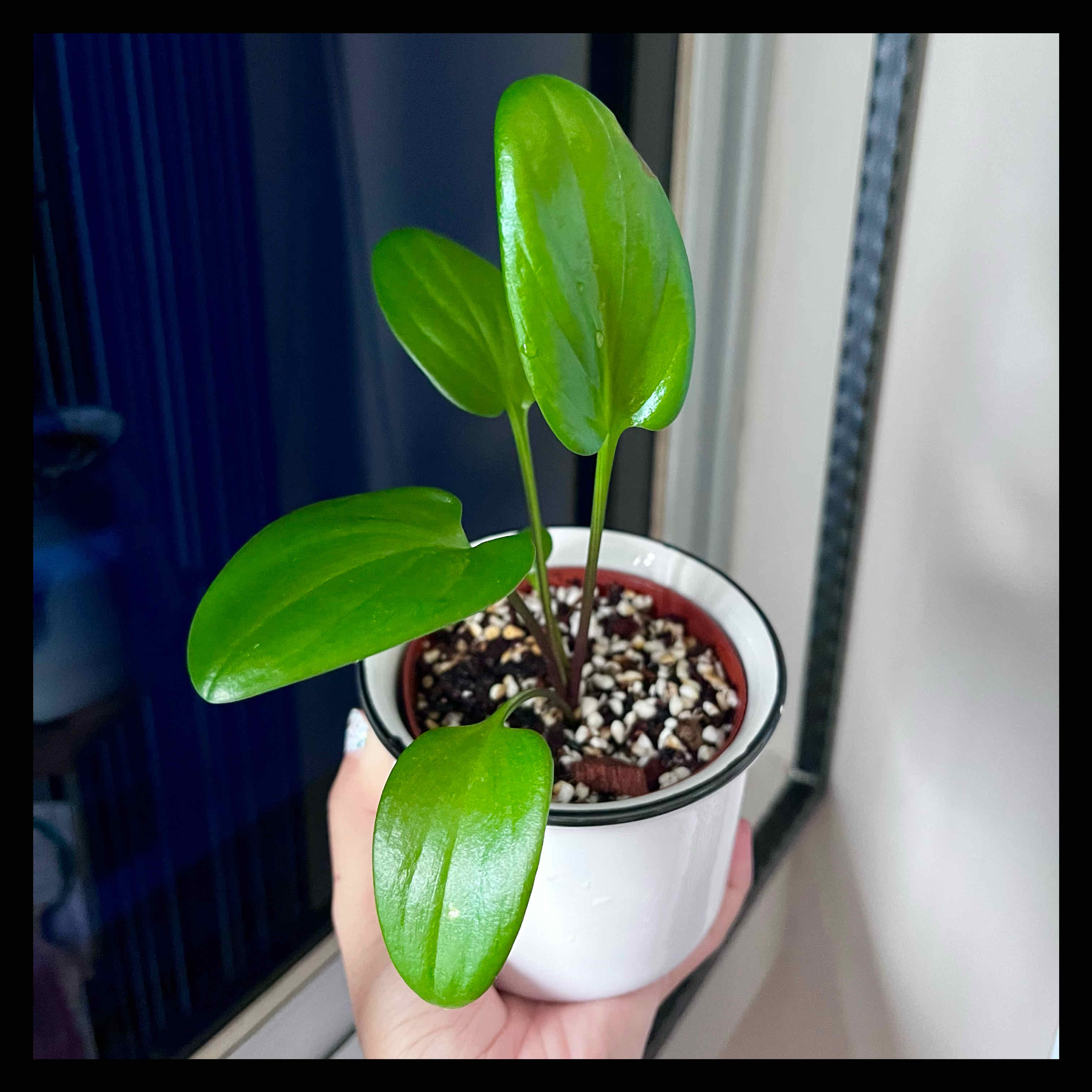 Healthy potted Little White Soldiers plant with green leaves and visible soil.