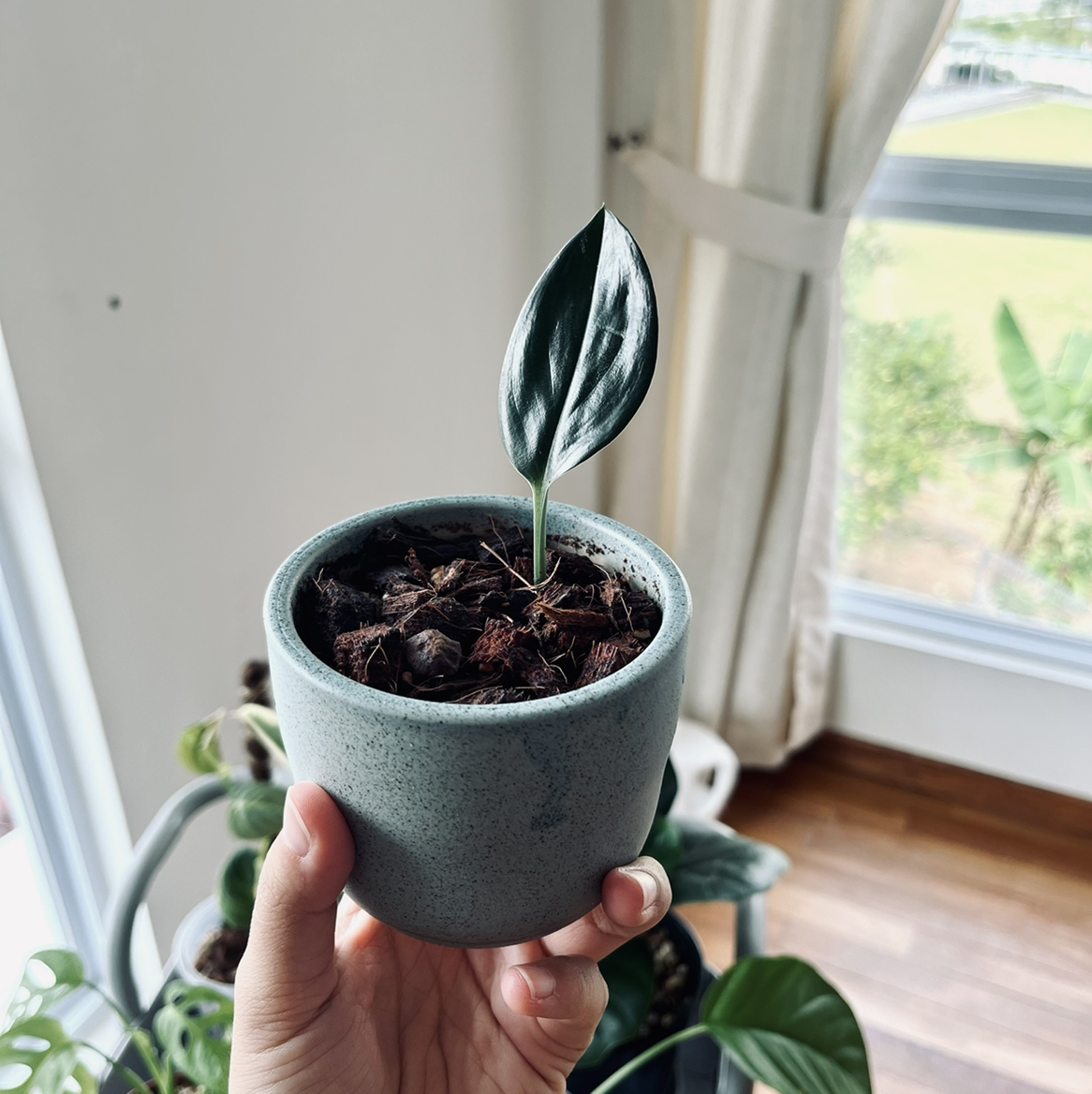 Scindapsus treubii 'Dark Form' plant photo by @Esthersjungle named Sea on Greg, the plant care app.