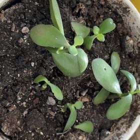 Photo of the plant species Miniature Jade Plant by @AbleSalal0 named Beckham on Greg, the plant care app