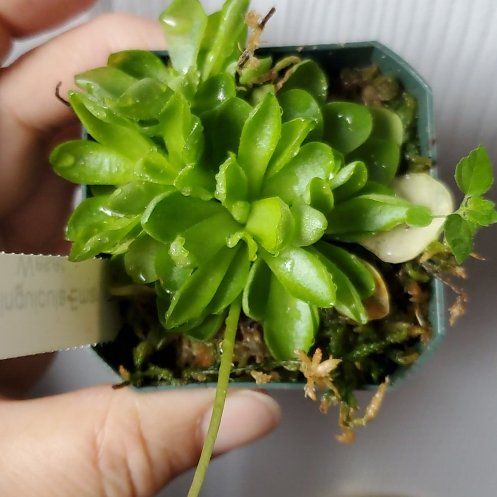 Photo of the plant species Pinguicula emarginata by @ZingBluebill63 named Ulysses S Plant on Greg, the plant care app