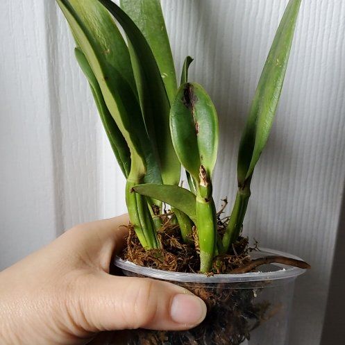 Photo of the plant species Cattleya by @ZingBluebill63 named Rhyncatlaelia on Greg, the plant care app