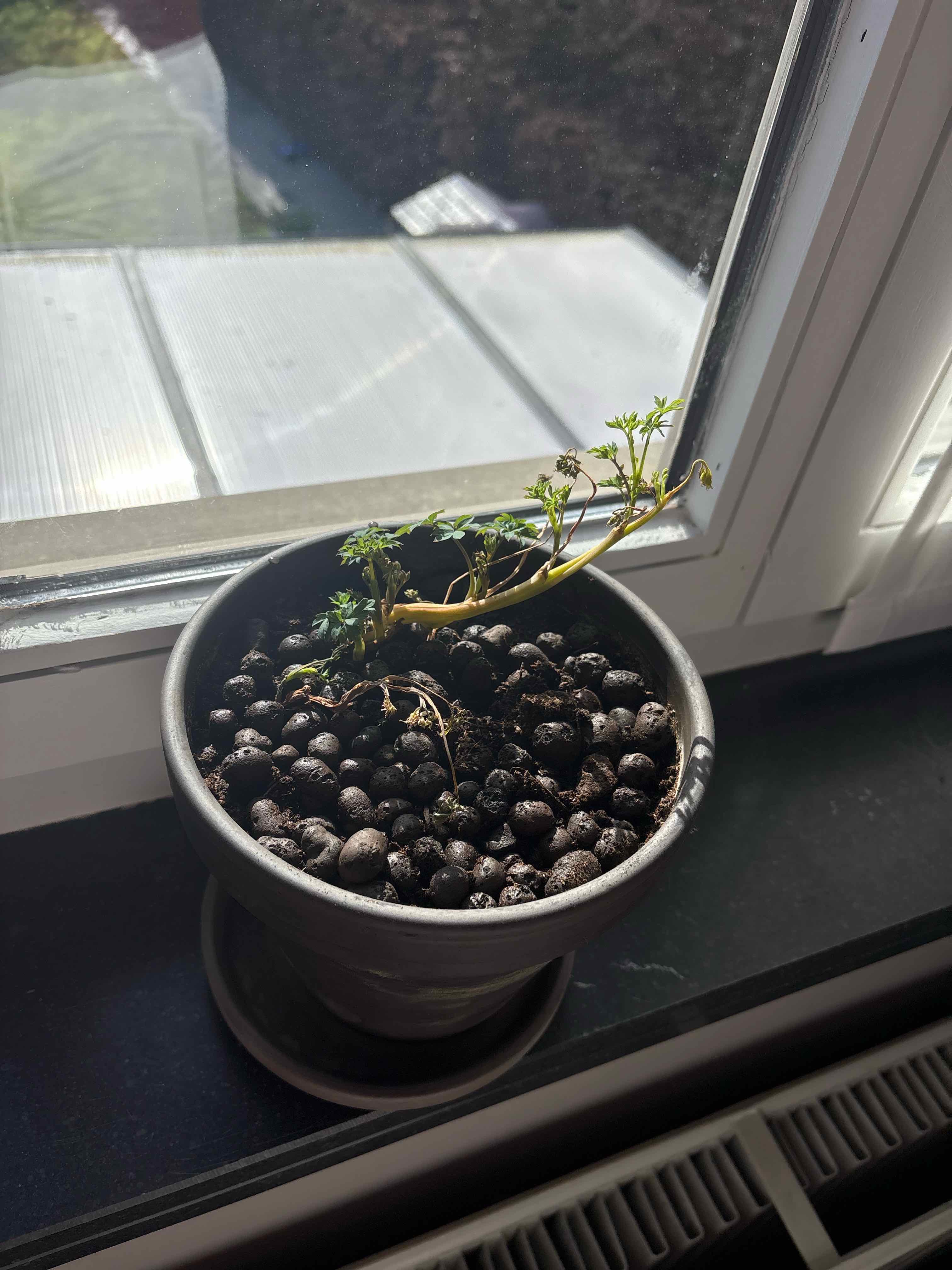 Treeoncé