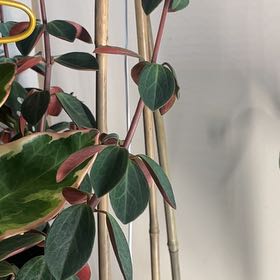 Photo of the plant species Schumi Red Peperomia by @SiarahSimone89 named Sahara on Greg, the plant care app